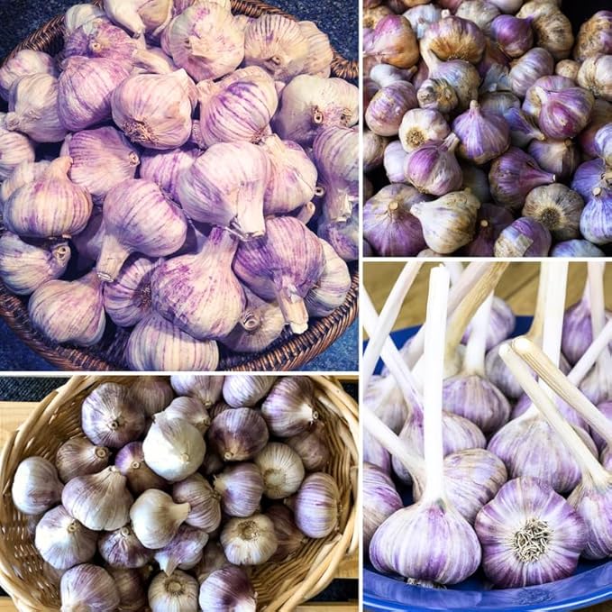 1 Pound Purple Hardneck Garlic Bulbs for Planting Fresh High-Yield Hardy Garlic for Garden or Container Growing
