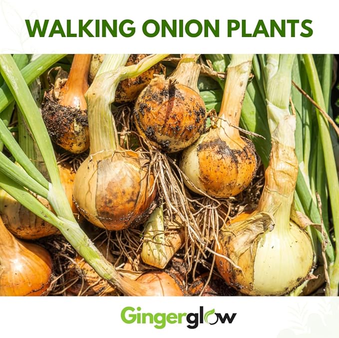 10 Egyptian Walking Onion Plants Live for Planting Outdoors 4-8 Inch Tall High Yield Fast Growing