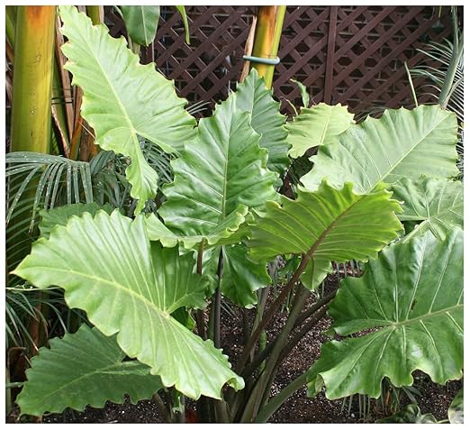 Professional Nursery Grade Alocasia Fertilizer 4 LB Six Month Slow Release Elephant Ear Plant Food