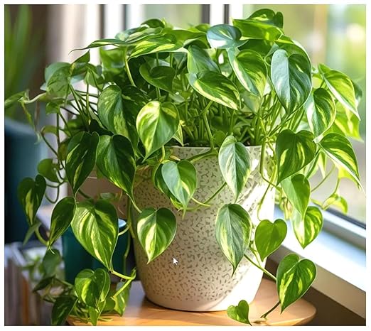 Professional Nursery Grade Pothos Fertilizer 4 LB Six Month Slow Release Pothos and Philodendron Houseplant Plant Food