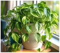 Professional Nursery Grade Pothos Fertilizer 4 LB Six Month Slow Release Pothos and Philodendron Houseplant Plant Food