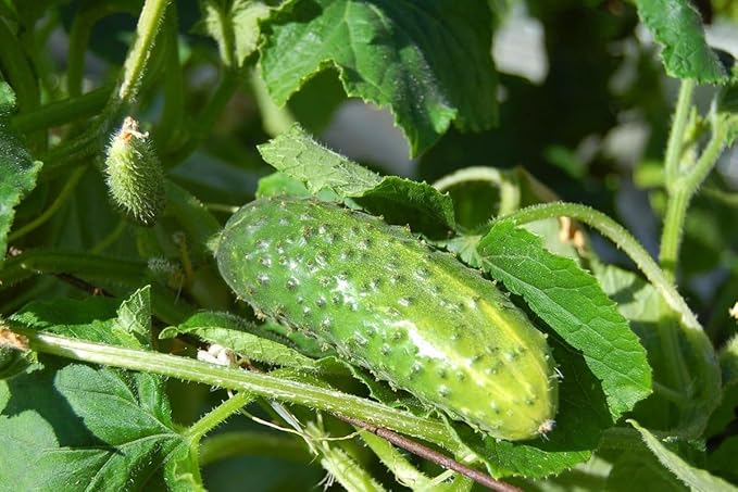 4 Cucumber Plants Live Marketmore 76 Cucumber Live Plant for Growing 4 Inc Pot Live Vegetable Plants for Gardening Outdoors Indoors 6 Inc to 8 Inc Tall