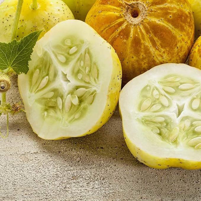 Lemon Cucumber Plants Live 6-8 Inches Tall in 4 Inch Pot 2 Plants Per Pot Vegetable Plants for Garden or Containers