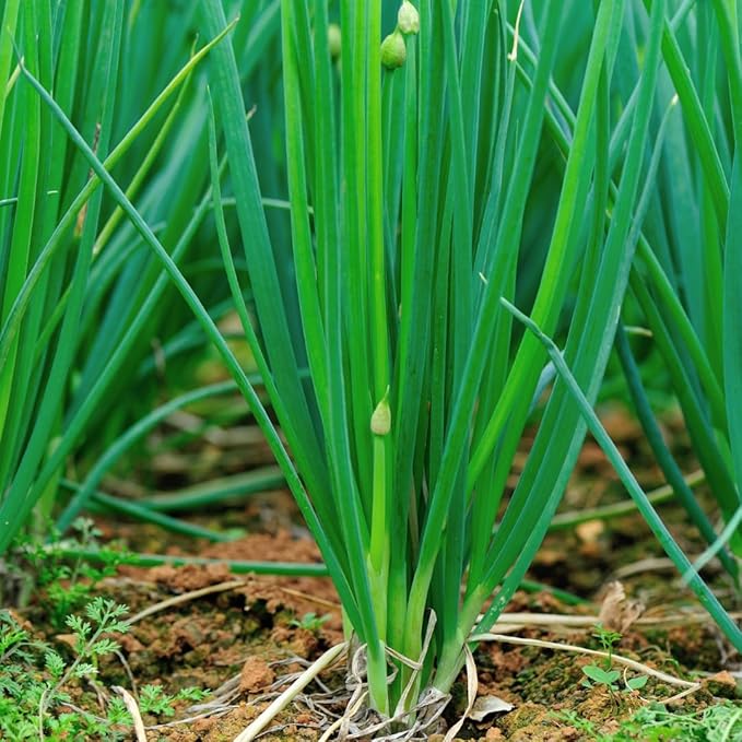 10 Egyptian Walking Onion Plants Live for Planting Outdoors 4-8 Inch Tall High Yield Fast Growing