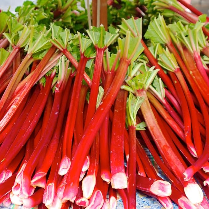 Rhubarb Plant for Planting Red Rhubarb Root Plant Well Rooted 4-6 Inc Cold Hardy Perennial Vegetable for Indoor Outdoor Garden