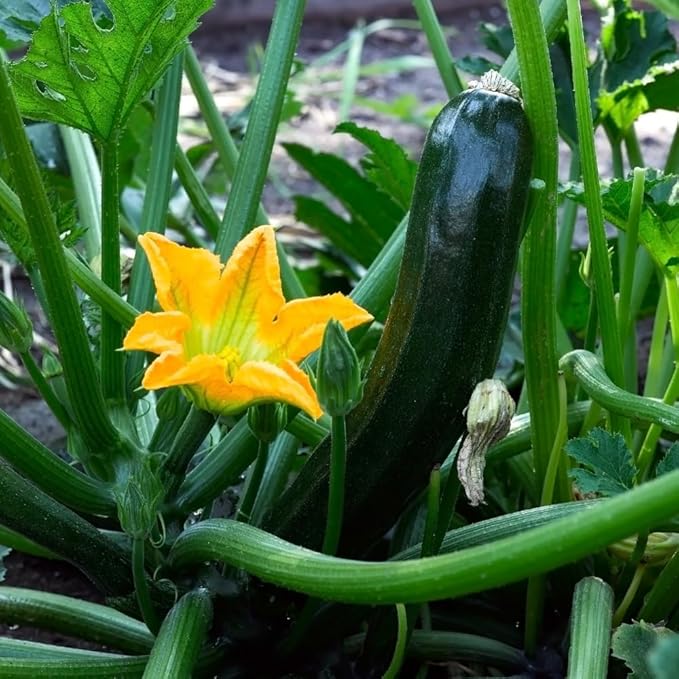 2 Squash Plants Green Squash Zucchini Plant Live in Pot Live Green Squash Plant Live Squash Seedlings Squash Zucchini Plant Live for Planting Outdoor Garden Live Zucchini Plant Vegetable Squash