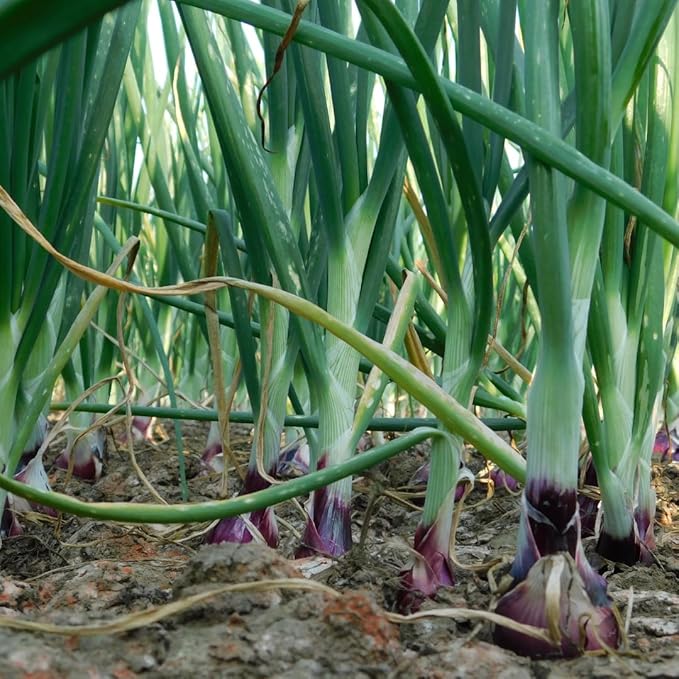 12 Egyptian Walking Onion Plants Start for Planting 4-8 Inch Tall Heirloom Non GMO High Yield Live Vegetable Plants Not Bulbs