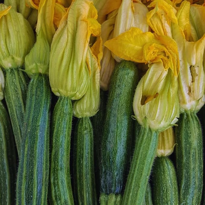 2 Live Squash Plants 5 to 7 Inch Tall Green Squash Plants Live in 4 Inch Pot Green Squash Zucchini Plants Seedlings
