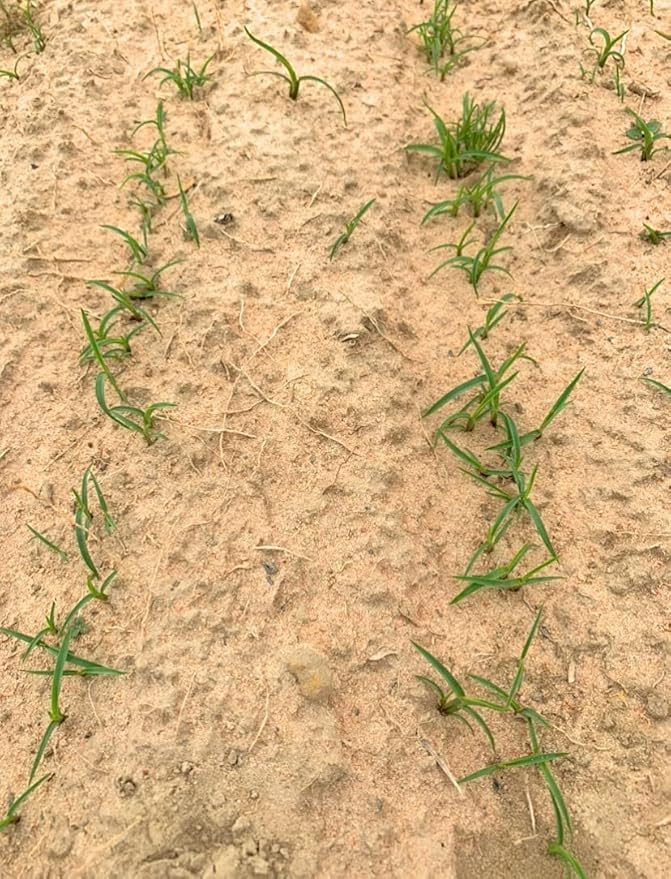 Centipede Grass Seed for a Dense Green Lawn NO Mulch 1 lb Coated Seeds Sun and Moderate Shade Tolerant Lawn Seeding and Turf Patch Repair Southern Southeast US Low Fertilizer Low Maintenance