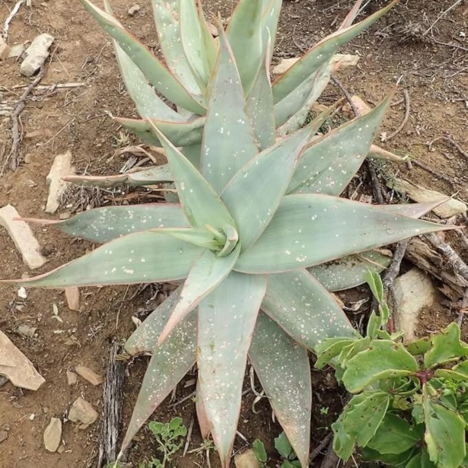 Coral Aloe Plants (Aloe striata) - Live Succulent with Striking Pink Edges and Smooth Flat Leaves for Indoor/Outdoor Gardening (2 Coral Aloe sacs)