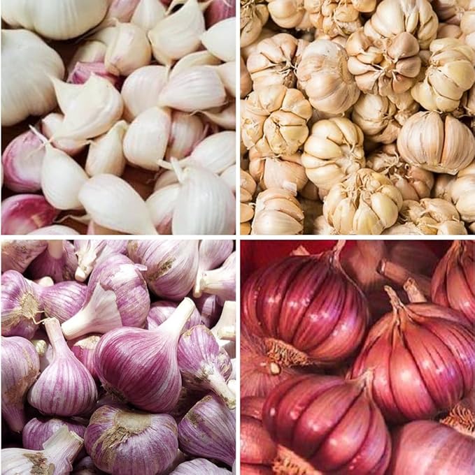 1 Lb Assorted Garlic Bulbs for Planting 8 Hardy Garlic Bulbs for Planting Home Vegetable Garden or Raised Beds Hardneck Garlic Bulbs