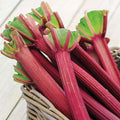 GURNEY'S - Chipman's Canada Red Jumbo Rhubarb Plant Dormant Jumbo Bare Root Vegetable Root 1 Root per Offer