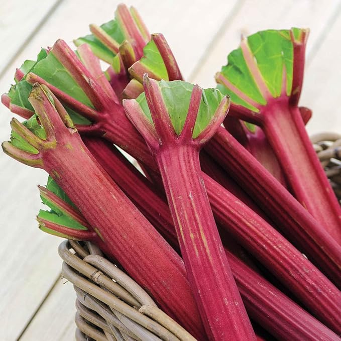 GURNEY'S - Chipman's Canada Red Jumbo Rhubarb Plant Dormant Jumbo Bare Root Vegetable Root 1 Root per Offer