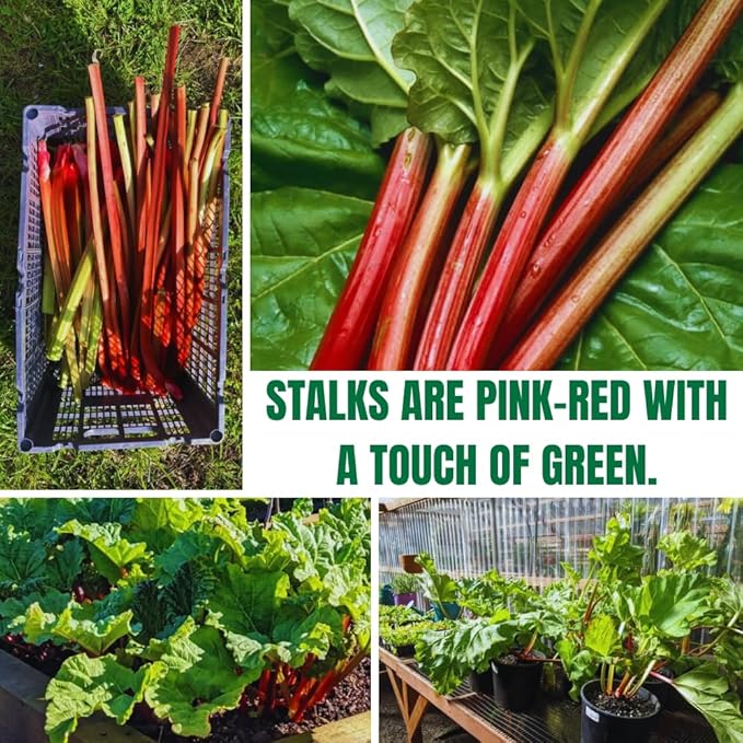 Set 5 Rhubarb Plant Roots for Planting Rhubarb Crown Root 4 to 6 Inc in Height Vegetables Plant Gardening