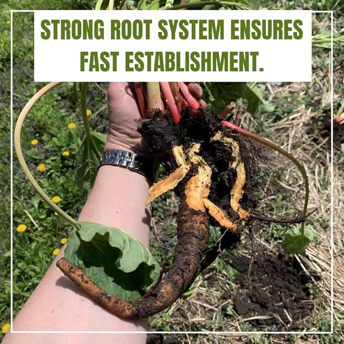 Common Rhubarb Plant Roots Live 5 Large Rhubarb Plants Roots for Planting Vegetable Plant for Gardening Indoor Outdoor