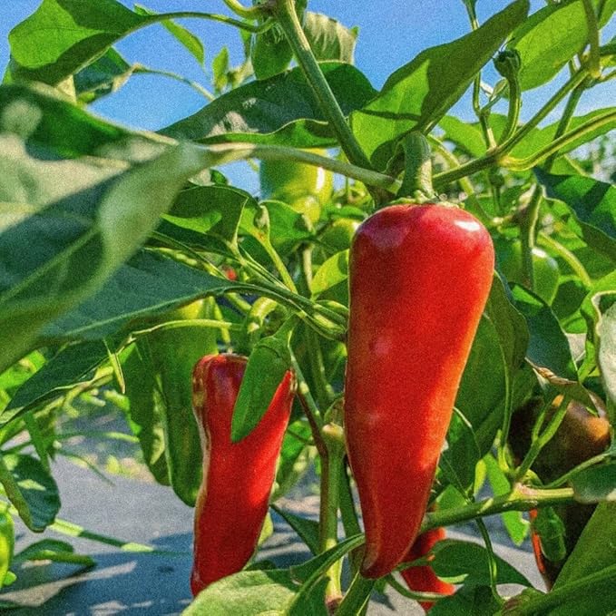 Ultimate Super‑Hot Combo Pack – Carolina Reaper Red &amp White Ghost Pepper Moruga Scorpion Red Scotch Bonnet Peter Pepper Fresno Burkina Yellow – 125 Non‑GMO Seeds – Intense Heat Kit
