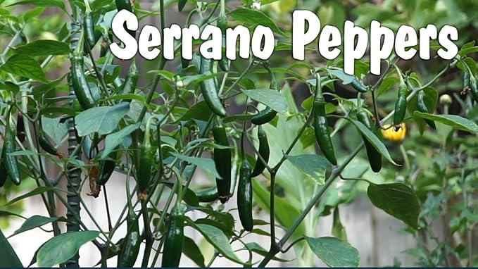 Live Pepper Serrano Plant Vegetables Plant Fit 4 Pot
