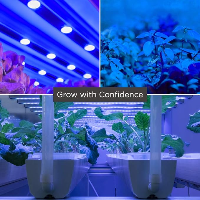 GoodBulb 60-Watt Plant Grow Light Bulb Blue Color A19 Shape &amp E26 Medium Base High Output Grow Light Indoor Plants Seeds Veg and Flower Pack of 4 Bulbs