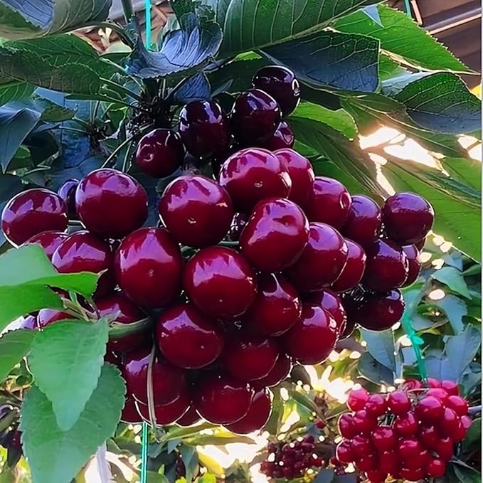 2 Black Cherry Trees Live Plants Sweet Cherry Plants Live Fruit Tree Bareroots Dormant 12-18 Inch Height Wild Black Cherry Seedling for Planting Home Garden