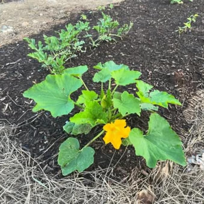 3 Live Squash Plants Zucchini Plants Seedlings Yellow Squash Plant Live in 4 Inch Pot