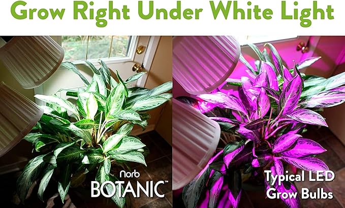 NorbBOTANIC Premium LED Grow Light Full Spectrum PAR38 Bulb 1350 Lumens Energy-Efficient Sun-Spectrum Mimics Sunlight White Light Perfect for Indoor Plants Herbs Tropical Plants 16W 30 Degree