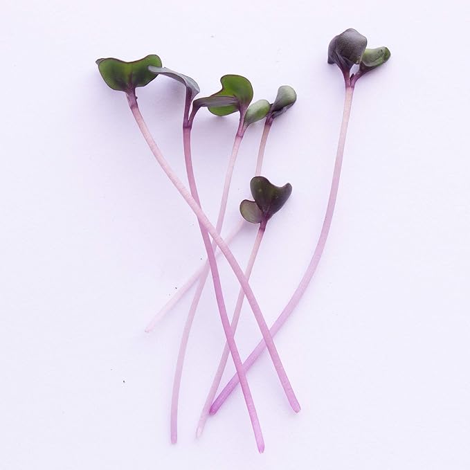 Red Cabbage Microgreens Seeds - 1 Lb ~108800 Seeds - High Germination Premium Non-GMO Seed for Growing Red Cabbage Micro Greens
