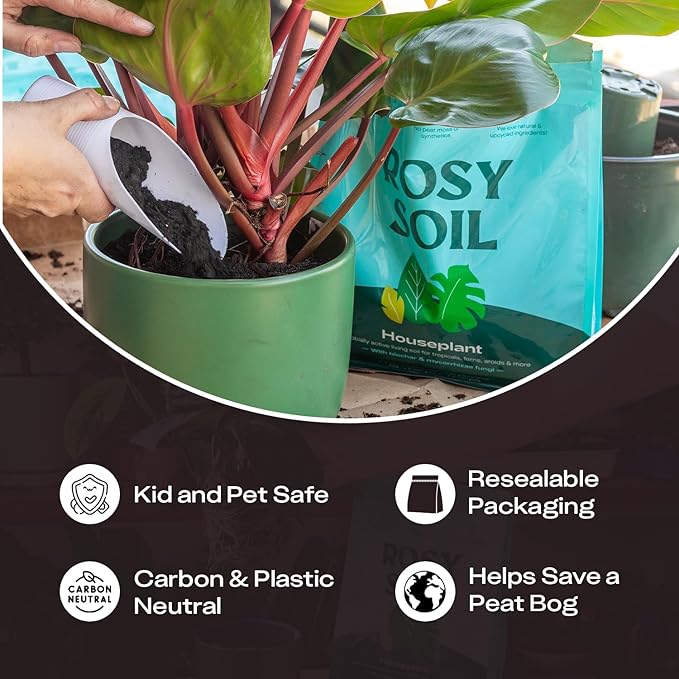 Rosy Soil Indoor Potting Soil for House Plants 2 x 8 qrt - Organic Potting Soil Mix for Indoor Plants -Enriched w/Root-Boosting Biochar for Foliage Plants Flowers Herbs - Pack of 2