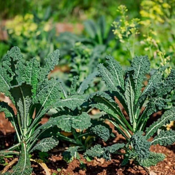 Live Dwarf Blue Kale Plants Kale Vegetable Plant 3-6 Inches Tall Well-Rooted in 4 Inch Pot for Growing
