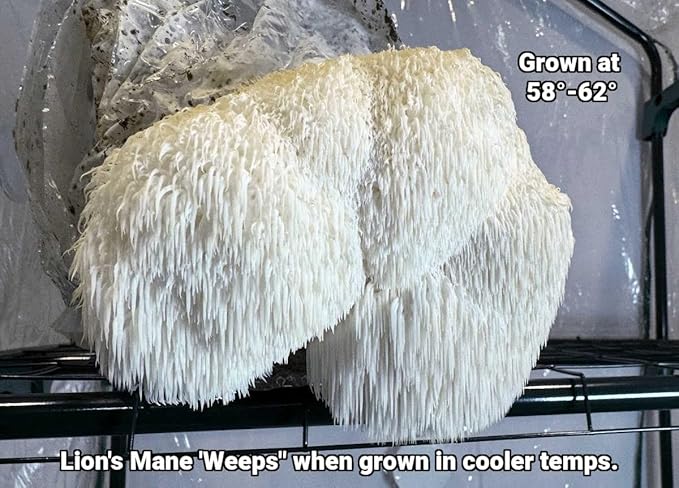 Lion's Mane Mushroom Grow Kit | Large 5.5 LB Fruiting Block | with Custom Humidity Tent &amp Filters | Grow Anywhere