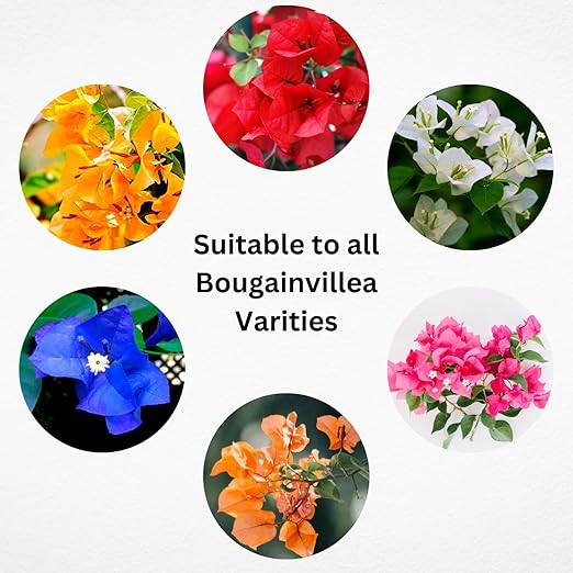 Generic Bougainvillea Plant Fertilizer 830g | Organic Bloom Booster Fertilizer for Overall Growth of Bougainvillea Flowers in Home Garden Powder Pack of 1