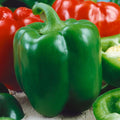 Chinese Giant Sweet Pepper Seeds - 1 Oz ~5000 Seeds - Non-GMO Heirloom - Vegetable Garden - Capsicum annuum