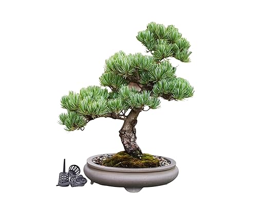 Organic Bonsai Fertilizer by The Bonsai Supply – 3Lbs | Quick Results | Micro Nutrients for Vital Bonsai Health.