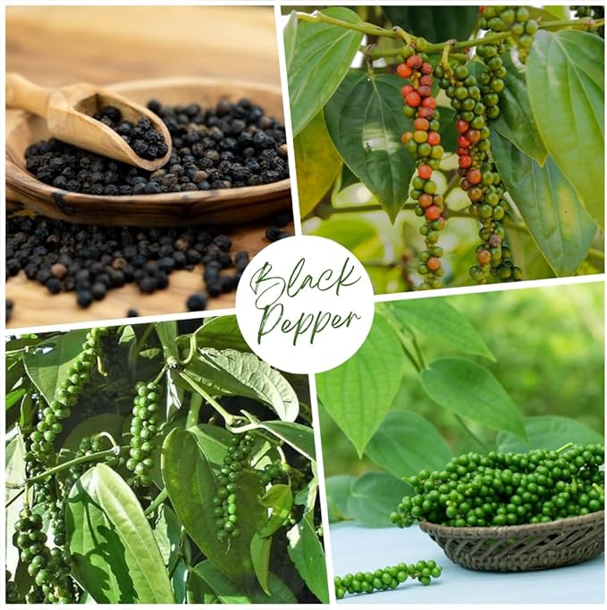 Black Pepper Plant Black Pepper Tree Plant 4 to 6 Inches Tall Edible Piper Nigrum Vines Indoor Outdoor Growing