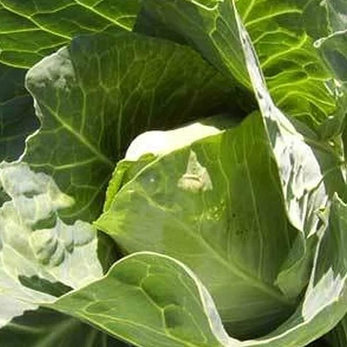Early Jersey Wakefield Cabbage Seeds 5 LB Bulk ~520000 Seeds - Heirloom Open Pollinated Non-GMO Farm &amp Vegetable Gardening &amp Micro Greens Seed