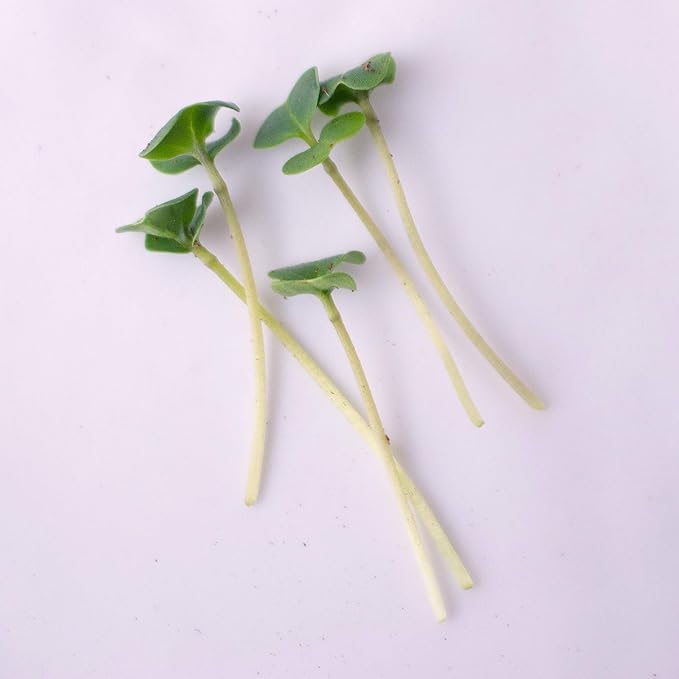 Broccoli Microgreens Seeds - 1 Lb ~16000 Seeds - High Germination Premium Seed for Growing Broccoli Micro Greens - Non-GMO