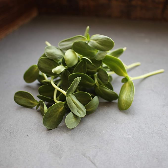 Whole Sunflower Sprouting Seeds: 5 Lb ~ 128000 Seeds - Black Oil Sun Flower Seeds (Shell On): Microgreens Sprouts Flower Gardening - Sun Flower
