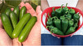 Park Seed Variety of Cucumber &amp Pepper Seeds – Mini-Me F1 Organic Cucumber &amp Park’s Whopper Jalapeño | Easy to Grow Non-GMO Perfect for Snacking Pickling &amp Spring Gardens