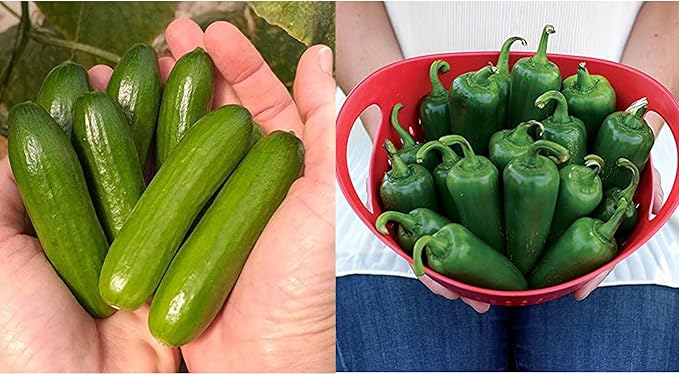 Park Seed Variety of Cucumber &amp Pepper Seeds – Mini-Me F1 Organic Cucumber &amp Park’s Whopper Jalapeño | Easy to Grow Non-GMO Perfect for Snacking Pickling &amp Spring Gardens