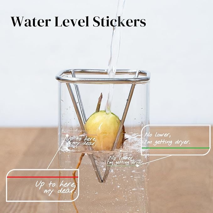 2 Pack Avocado Vase Grow Glass Avocado Seed Starter Vase Large Pit Propagation Kit Hydroponic Rooting Sprout Set