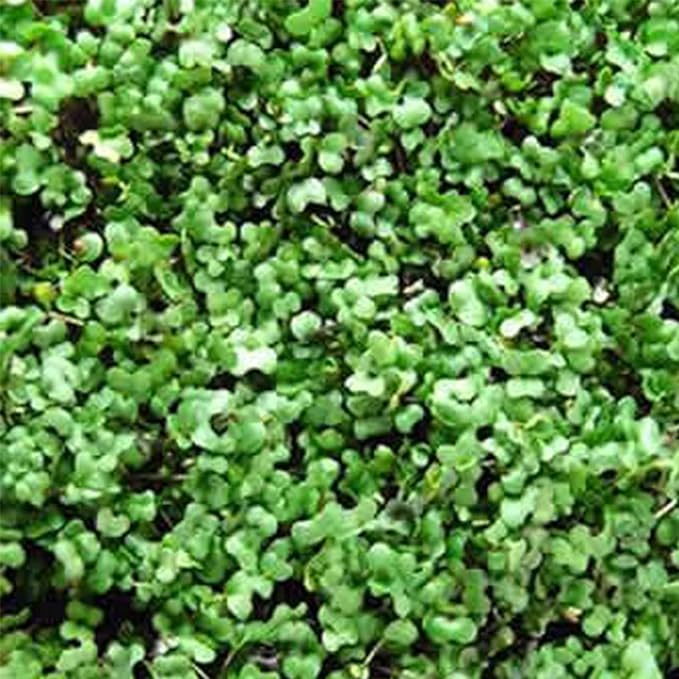 Bulk Salad Mix Microgreens Seeds – 5 LB – Non-GMO Blend of Broccoli Kale Kohlrabi Cabbage &amp Arugula – High-Germination for Indoor Micro Greens Hydroponic Growing &amp Home Gardening