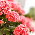 Geranium Pinto Premium Series Flower Salmon Splash ~100 Seeds – Pelargonium x hortorum – Non-GMO – Large 4–5 Blooms – Heat &amp Drought Tolerant – Container &amp Bedding Flower – Zones 3–11 – ~91–1