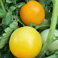 Manyel Tomato Seeds - 4 Oz ~27200 Seeds - Non-GMO Heirloom - Vegetable Garden - Solanum lycopersicum