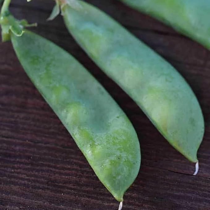 Organic Oregon Sugar Pod II Pea - 1 LB ~2000 Seeds - Non-GMO Open Pollinated Heirloom Vegetable Gardening Seeds