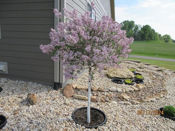 3 Pack of 24 inch Planting Rings (Open/Close Latch)– Tree &amp Shrub Watering Basins | Landscape Edging &amp Water Retention | Protects Trees Prevents Erosion Separates Rock Mulch &amp Grass | M