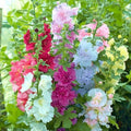 100 Summer Carnival Hollyhocks Seeds | Alcea Rosea Garden Flower Rose Seed Plant Vegetable Seed