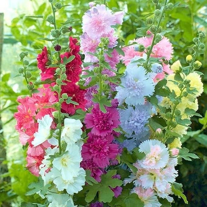 100 Summer Carnival Hollyhocks Seeds | Alcea Rosea Garden Flower Rose Seed Plant Vegetable Seed