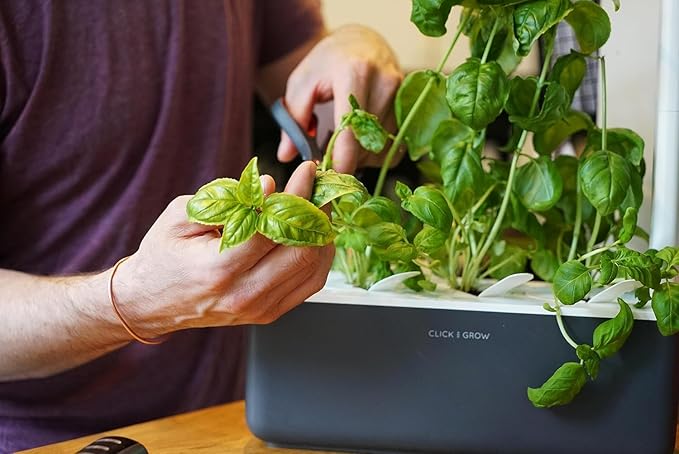 Click &amp Grow Indoor Herb Garden Kit with Grow Light | Smart Garden for Home Kitchen Windowsill | Easier Than Hydroponics Growing System | Vegetable Gardening Starter (3 Basil Pods Included) Grey