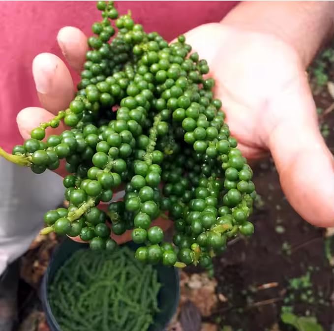 Black Pepper Plant Live 4 to 6 Inches Tall Live Pepper Plant Piper Nigrum Live Plant Herb Plant for Garden