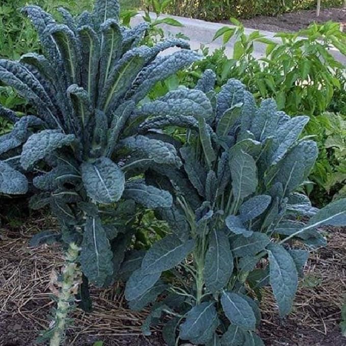 Set of 2 Live Dwarf Blue Kale Plants Hardy Vegetable Kale Plants 3-6 Inches Tall in 4 Inch Pots Ready for Growing