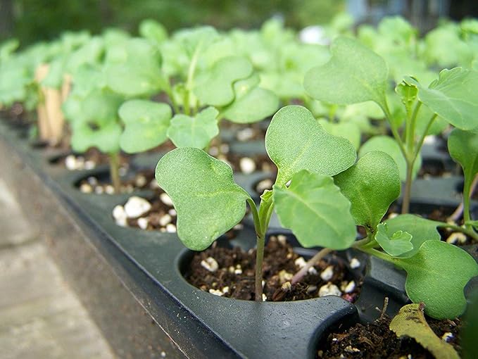 Food to Live Organic Broccoli Seeds for Sprouting 25 Pounds – Non-GMO Vegan Kosher Sirtfood Bulk. Rich in Sulforaphane Vitamin C. Grow Sprouts Microgreens for Salads and Sandwiches